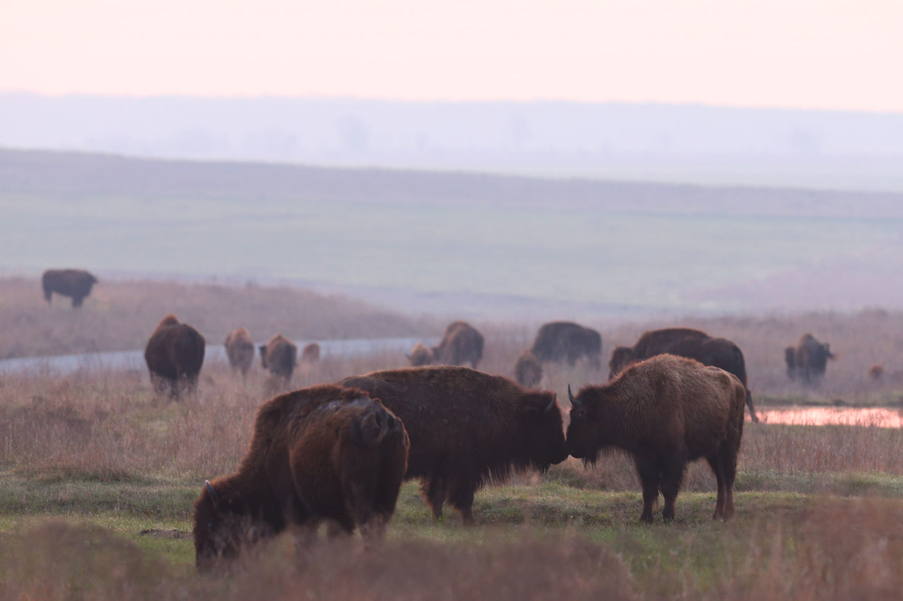 Tallgrass Prairie Preserve